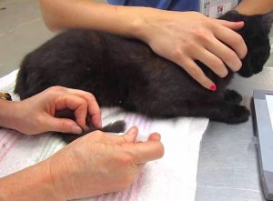 Cat vaccination in the tail
