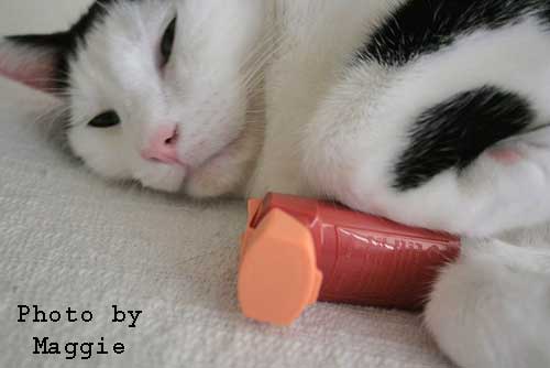 Cat with an asthma inhaler