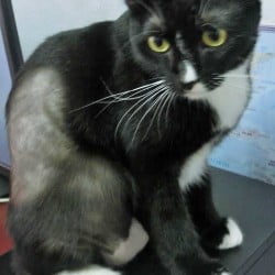 Cat with a large area of hair loss that could be due to hyperthyroidism