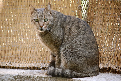 Feral Egyptian Mau cat in Egypt