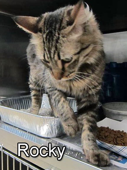 Rocky a rescue cat needs to be saved