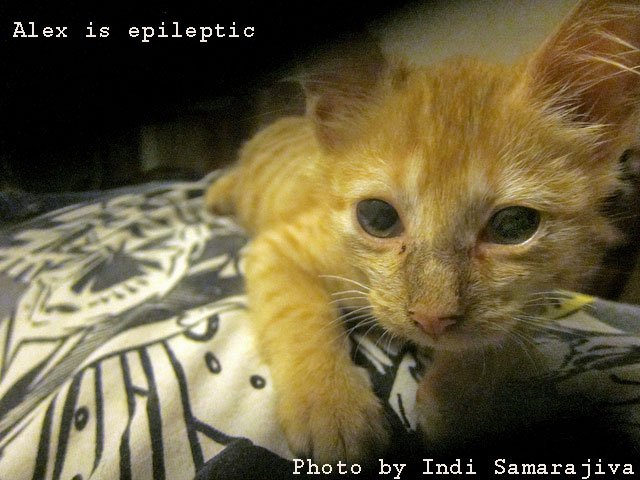 Epileptic cat