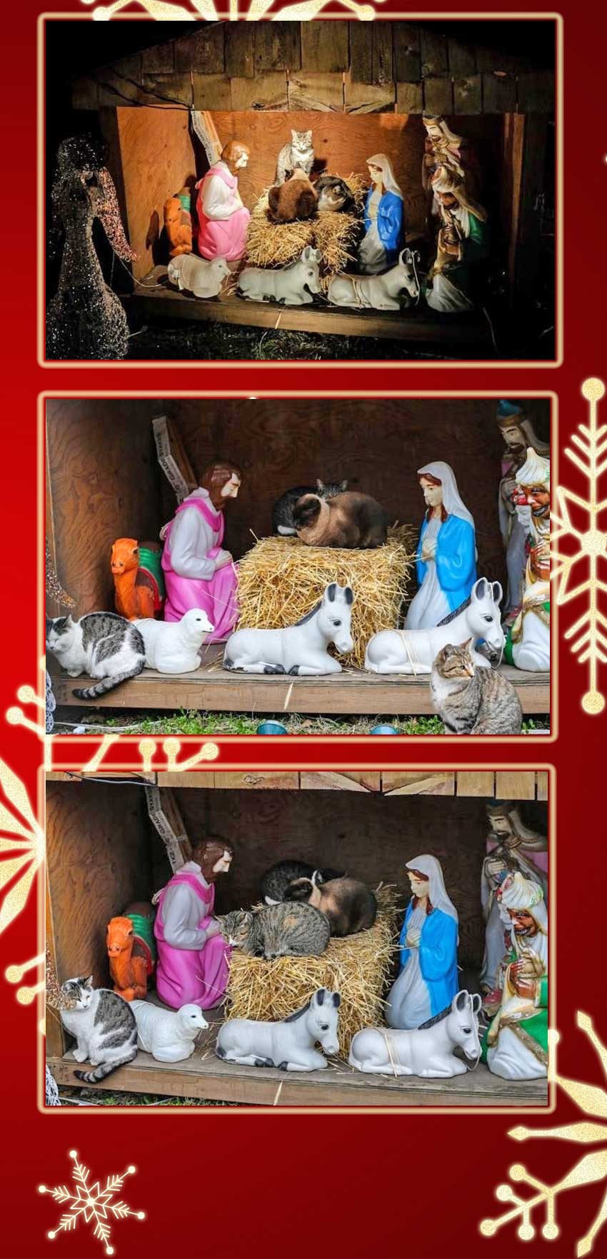 feral cats take over nativity scene