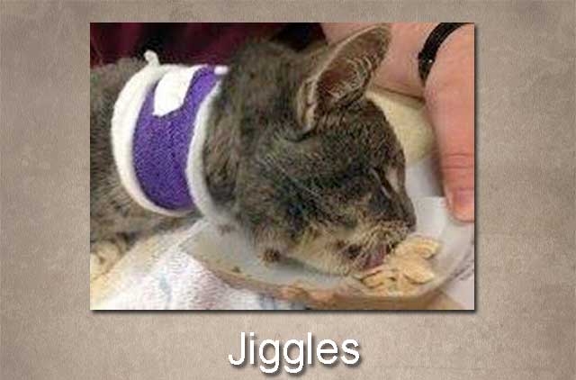 jiggles