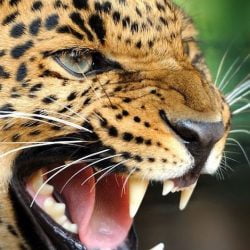 Leopard vocalisations