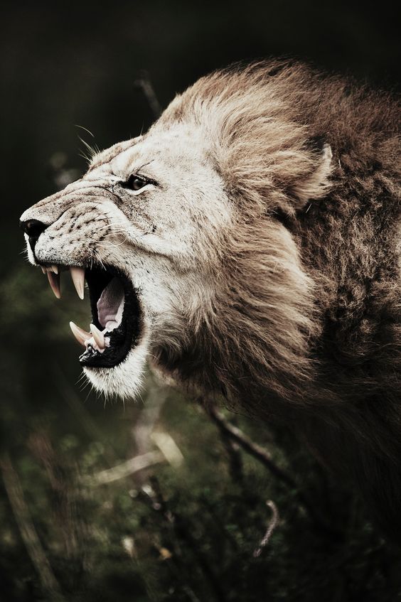 Lion roar
