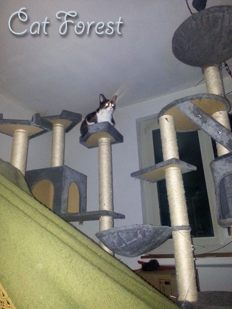Many cat trees making a forest