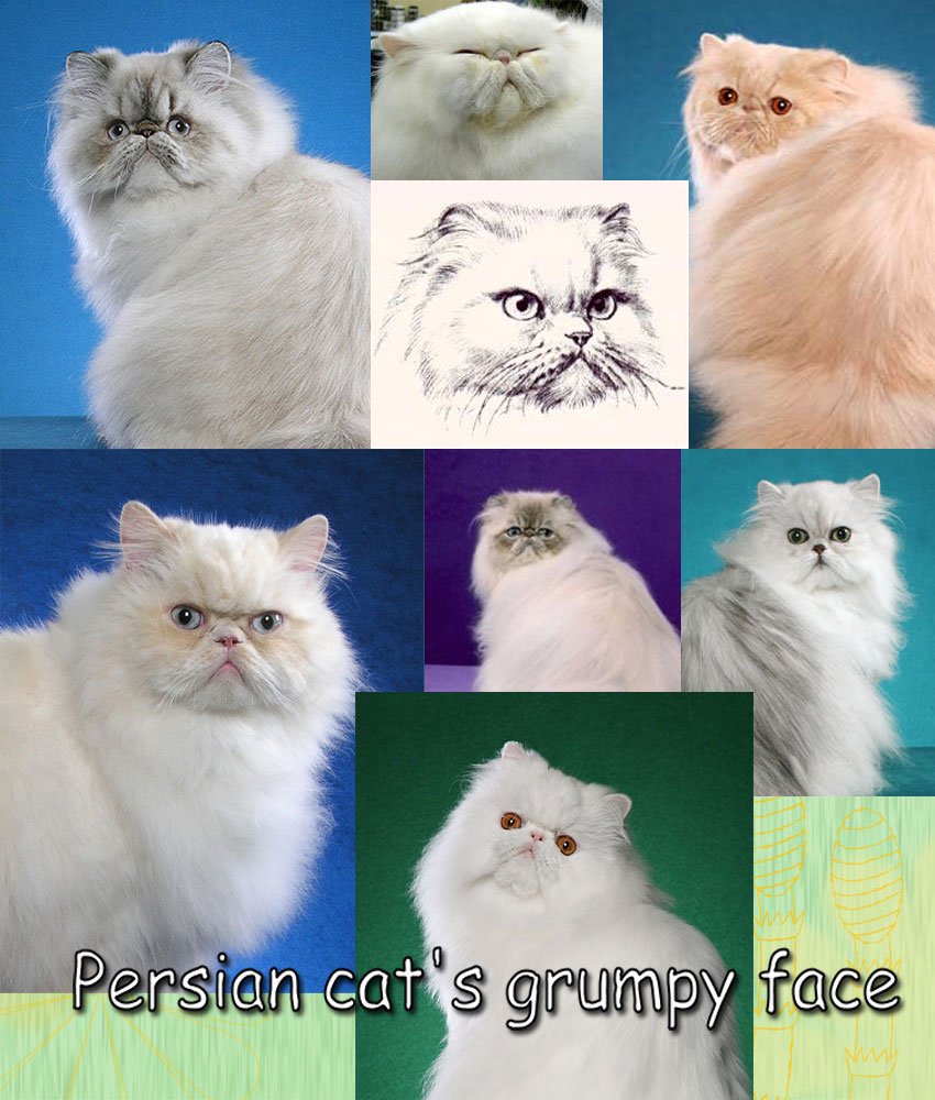 Persian Cat's Grumpy Face