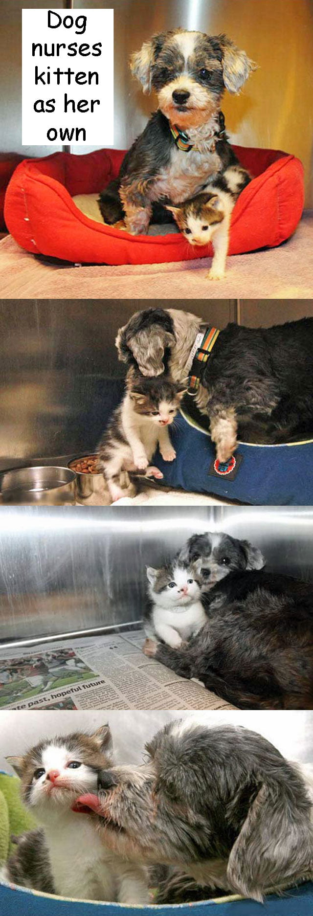Rescued dog nursing kitten as her own