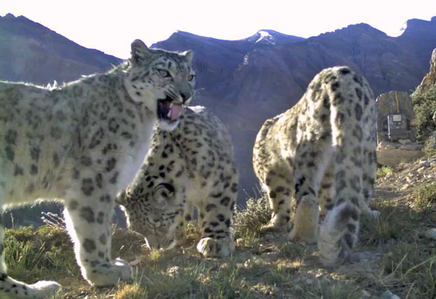 Snow leopard Flehmen response