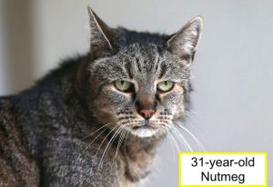 31-year-old-cat Nutmeg
