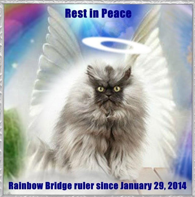 Colonel Meow has died