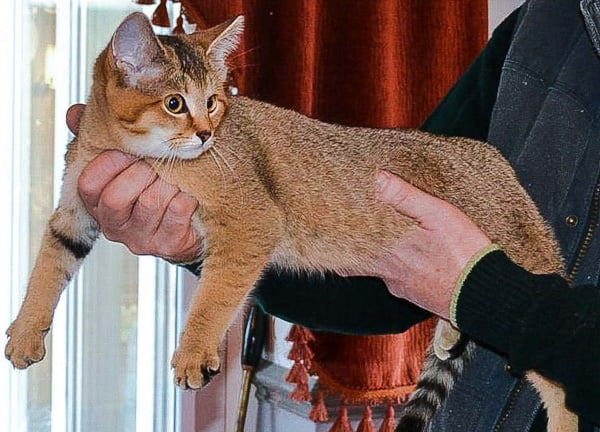 Marguerite. This is an F1 - first generation - sand cat x domestic cat hybrid