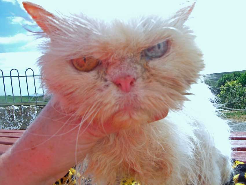 bonnie a rescued pedigree persian breeding cat