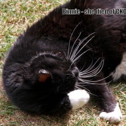 Cat who had chronic kidney disease (CKD)