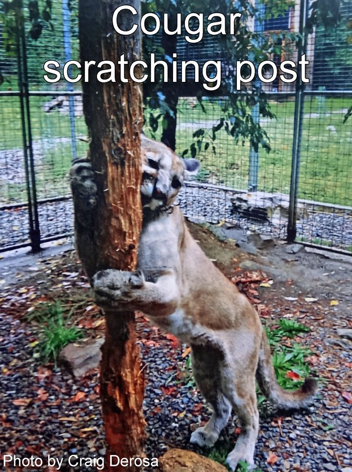 cougar-scratching-post-worn-down