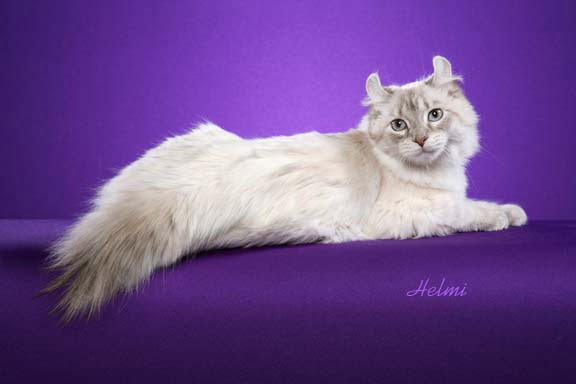 Highlander cat - Photo copyright Helmi Flick