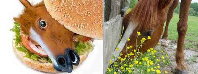 Horses - ban on slaughtering horses for meat