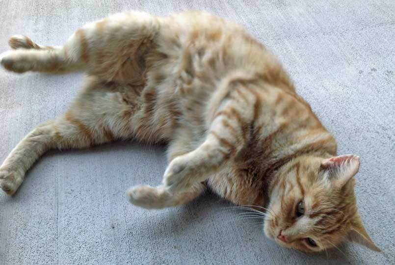 cat who likes to show off his belly