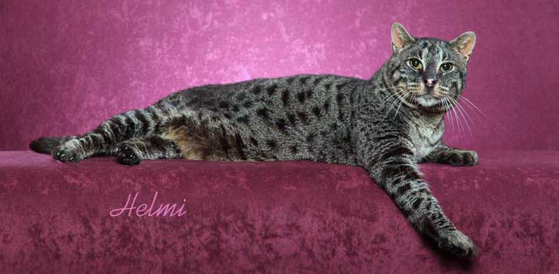 Bagral cat or Machbagral cat a rare wild cat hybrid