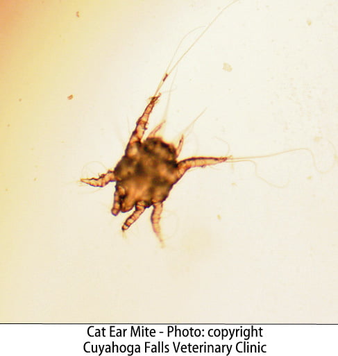 Cat ear mite picture