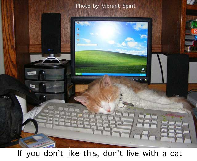 cat-on-a-computer-keyboard