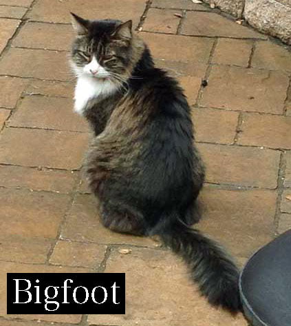 Old cat Bigfoot