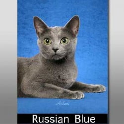 Why are gray cats called blue?