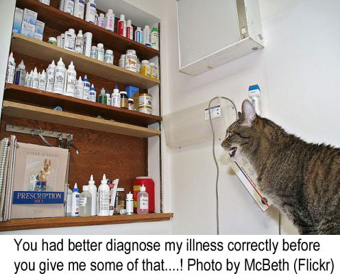 Cat illness diagnosis