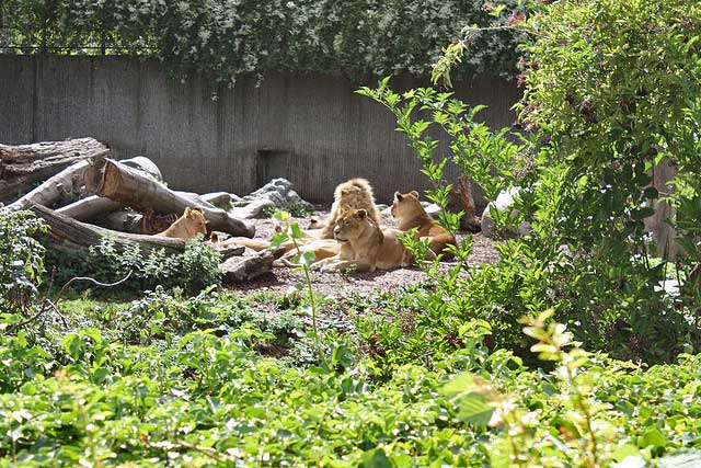 Copenhagen zoo lions