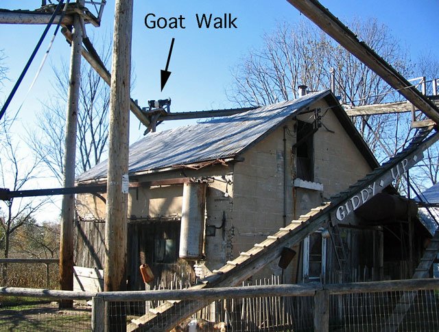 Goat walk
