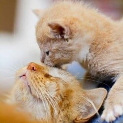 Kitten Grooms Mother