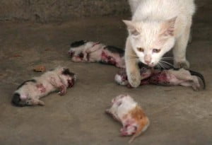 Mother cat tries to revive her killed kittens