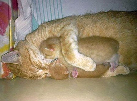 mother-love-picture