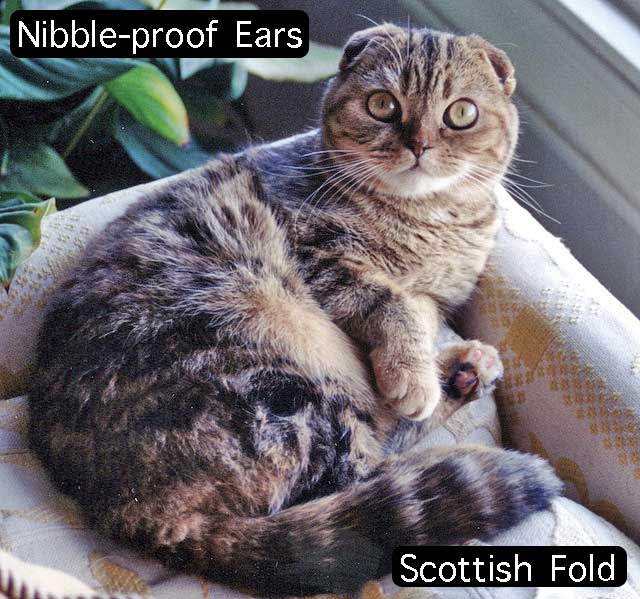 Do you like nibbling your cats ears