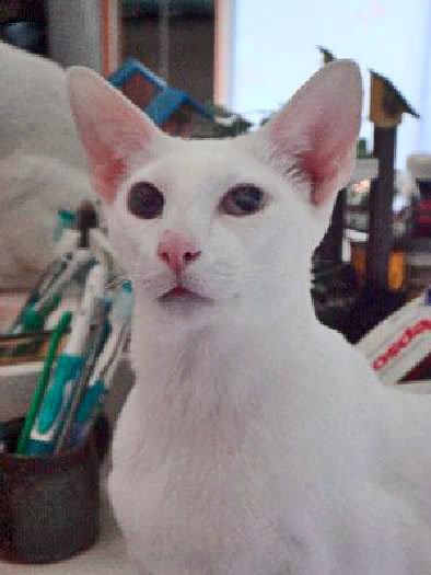Oriental shorthair cat