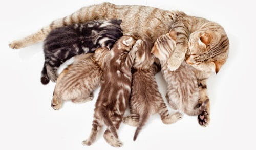 tapestry of tabby cat coats - kittens feed at mothers breast