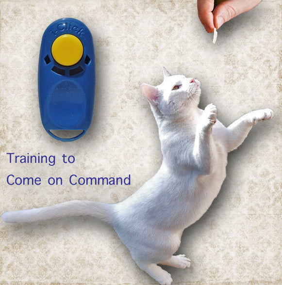Training a cat to come on command with positive reinforcement and clicker