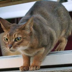 Abyssinian cat