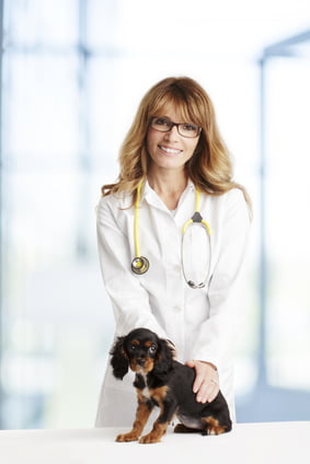 Veterinarian doctor and spaniel puppy