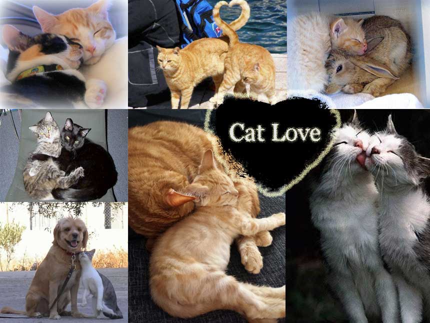 Cats love like people