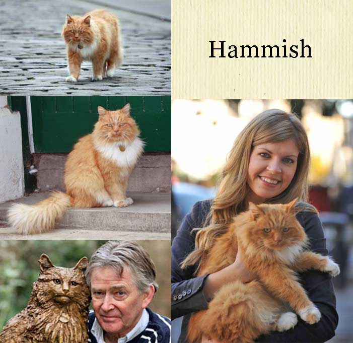 Hammish St Andrews celebrity cat