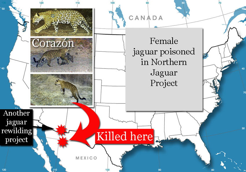 Jaguar killed in northern jaguar project