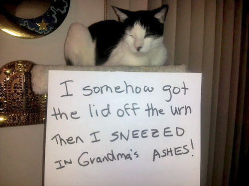 naughty-cat-in-their-own-words