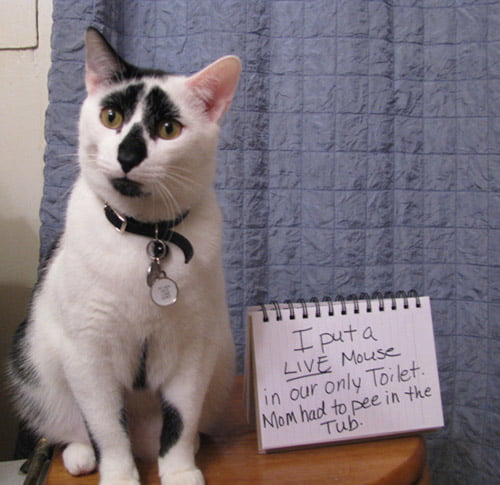naughty cat in their own words10