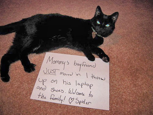 naughty-cat-in-their-own-words13