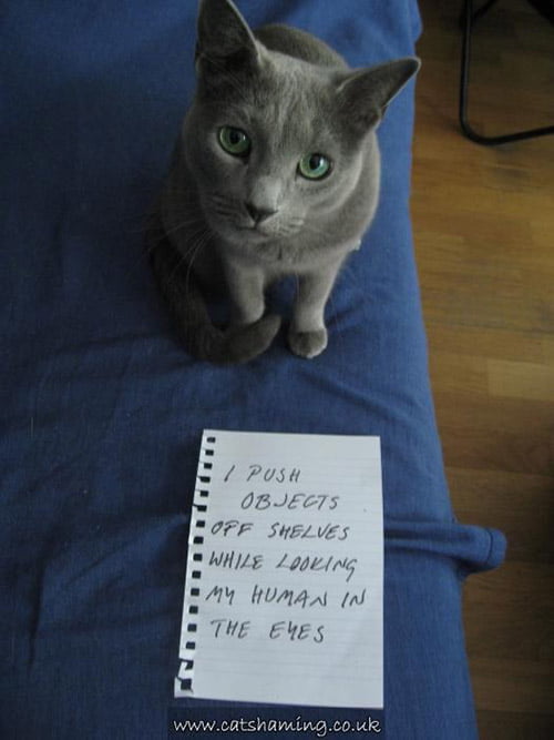 naughty cat in their own words16