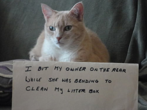 naughty cat in their own words8
