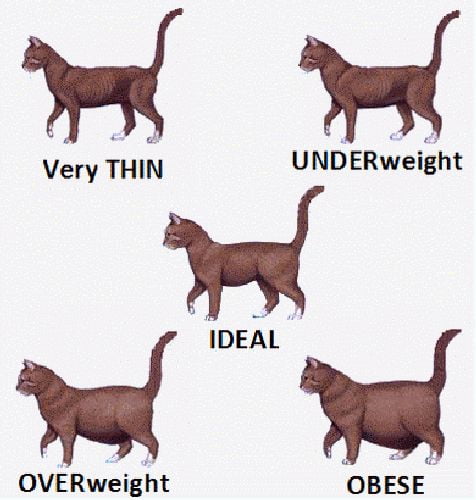 Cat body shape guide