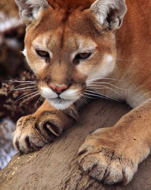 cougar paws -- How many toes do cats have?